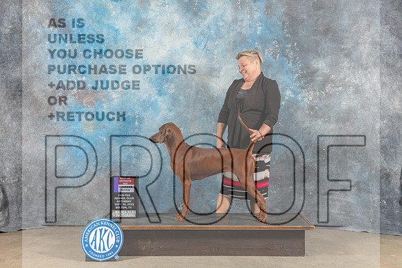 Redbone Coonhound #8 Sat WB BOS Judge June Penta-_CL_6327_Belton2023-HR3