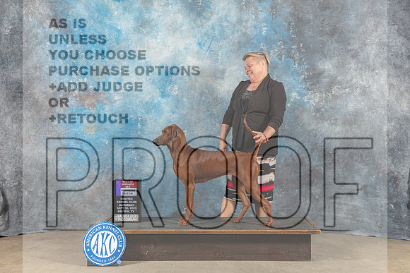 Redbone Coonhound #8 Sat WB BOS Judge June Penta-_CL_6328_Belton2023-HR3