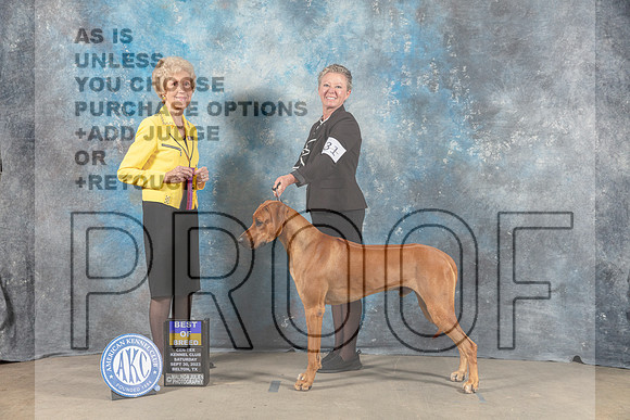 Rhodesian Ridgeback #31 Sat BOB BR Judge June Penta-_CL_6263_Belton2023-HR3