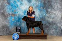 Rottweiler #5 Sun SD NGC Judge Eva Berg