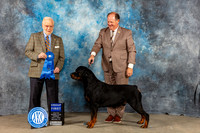 Rottweiler #7 Sun G1 Judge Gerard Penta