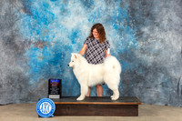 Samoyed #9 Sun BOB BOW OHBOB MAJ Judge Eva Berg