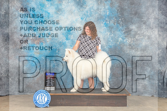 Samoyed #9 Sun BOB BOW OHBOB MAJ Judge Eva Berg-_CL_6688_Belton2023-HR3