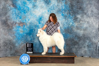 Samoyed #9 Sun OHG4 Judge Eva Berg