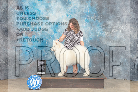 Samoyed #9 Sun OHG4 Judge Eva Berg-_CL_6769_Belton2023-HR3