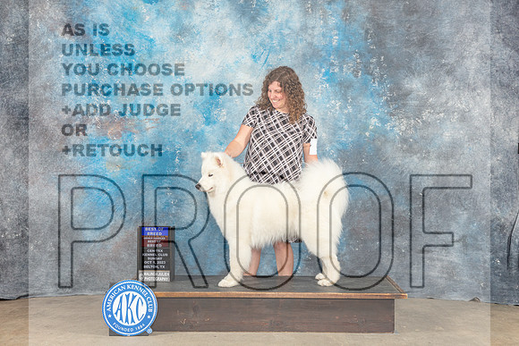 Samoyed #9 Sun BOB BOW OHBOB MAJ Judge Eva Berg-_CL_6689_Belton2023-HR3