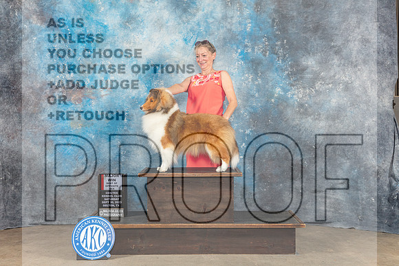 Shetland Sheepdog #16 Sat BOS MAJ Judge Eva Berg-_CL_6485_Belton2023-HR3