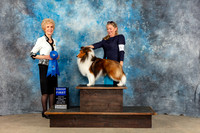Shetland Sheepdog #17 Sun G1 Judge June Penta