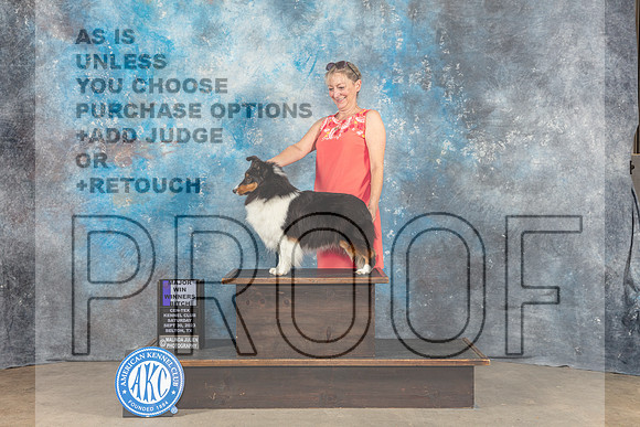 Shetland Sheepdog #32 WB MAJ Judge Eva Berg-_CL_6481_Belton2023-HR3