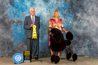 Standard Poodle #11 Sat G3 Judge Malcom Moore