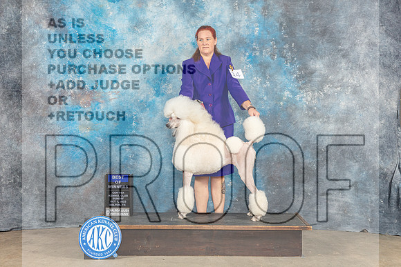 Standard Poodle #14 Sun BOW Judge Kenneth Berg-_CL_6627_Belton2023-HR3