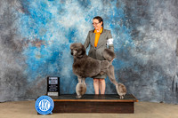 Standard Poodle #5 Sat SD Judge Malcom Moore