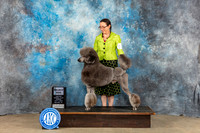 Standard Poodle #5 Sun SD Judge Kenneth Berg