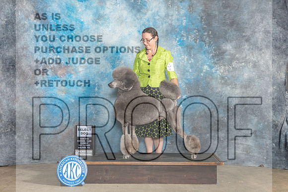 Standard Poodle #5 Sun SD Judge Kenneth Berg-_CL_6634_Belton2023-HR3