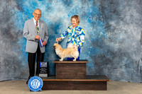 Tibetan Spaniel #8 Sun WB BOW MAJ Judge Kenneth Berg