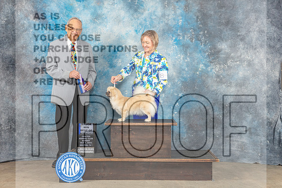 Tibetan Spaniel #8 Sun WB BOW MAJ Judge Kenneth Berg-_CL_6581_Belton2023-HR3