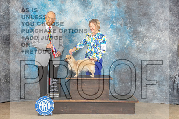 Tibetan Spaniel #9 Sun BOS MAJ NC Judge Kenneth Berg-_CL_6578_Belton2023-HR3