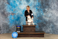 Toy Poodle #18 Sat BOB Judge Eva Berg