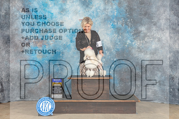 Toy Poodle #18 Sat BOB Judge Eva Berg-_CL_6338_Belton2023-HR3