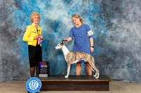 Whippet #25 Sat WD BOS MAJ Judge June Penta