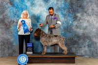 Wirehaired Pointing Griffon #9 Sat G1 Judge Molly Martin