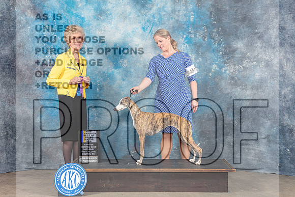 Whippet #8 Sat BOB MAJ NC Judge June Penta-_CL_6383_Belton2023-HR3
