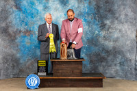 Yorkshire Terrier #12 Sat G3 Judge Malcom Moore