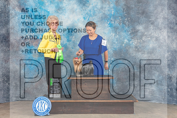 Yorkshire Terrier #14 Sat OHG2 Judge June Penta-_CL_6425_Belton2023-HR3