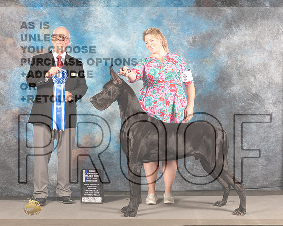 Great Dane #17 WED BOW NCH Major Judge Garry Newton-_MJ_2790e_Hstn2022-HR3