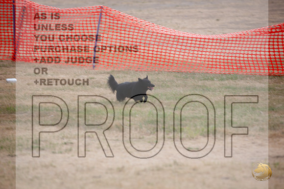 Schipperke Percision Coursing Sat Longview WA 2024_JJL_3762_Longview WA_2024_HR3