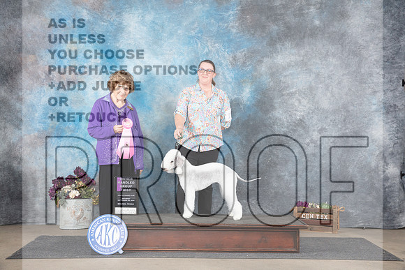 Bedlingnton Terrier #10 Sat OHG2 Judge Donelle Richards__JP_7308_Belton_2024_HR3