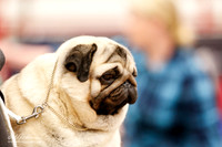 Pugs Sat Ring