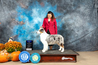 Australian Shepherd #10 Sun BOWWD Judge Lloyd Graser