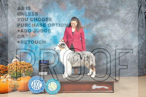Australian Shepherd #10 Sun BOWWD Judge Lloyd Graser_MJ_6496_Belton_2022_HR3