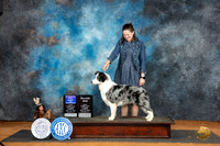 Border Collie #11 Sun WDBOWM Judge Lisa Graser