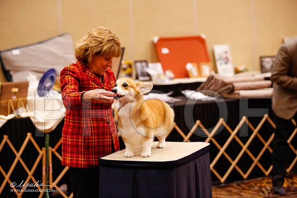 _JJ_0470-HstnCorgiFeb2015-HR3