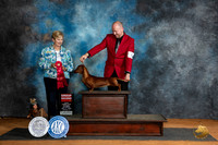 Dachshund Smooth #16 Sat G2 Judge Karen Hynek