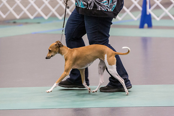 Italian Greyhound Sat Ring_JJL_0809_UKCLNGVIEWOCT2024_2024_HR3