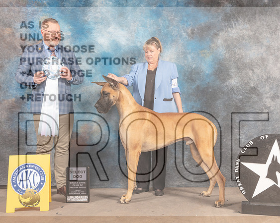 Great Dane #37 Fri SD Judge Jason Hoke-MMJ_6989-FW2022-HR3