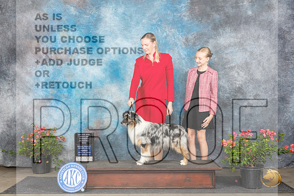 Miniature American Shepherd #21 Sun WDBOWM Judge Wendy G Willhauck__JP_6193_San Antonio_2024_HR3