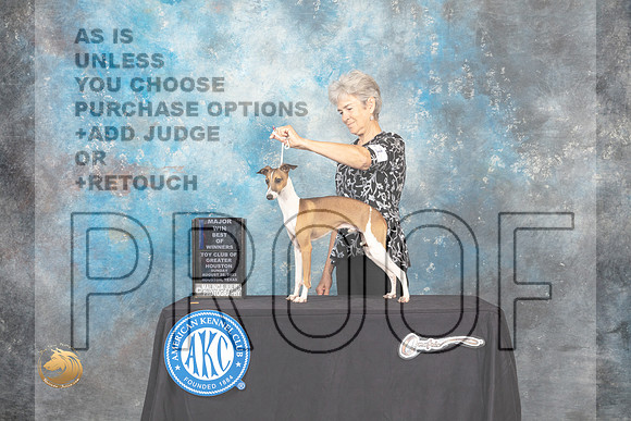 Italian Greyhound #21 Sun BOWM Judge Tim Robbins_MJ_0382_HstnTOY_2022_HR3