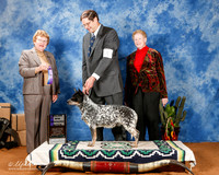 Australian Cattle Dog #44 Sat WB Maj +A2