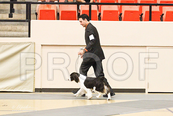 Spaniels(EngSpri)-4608LR