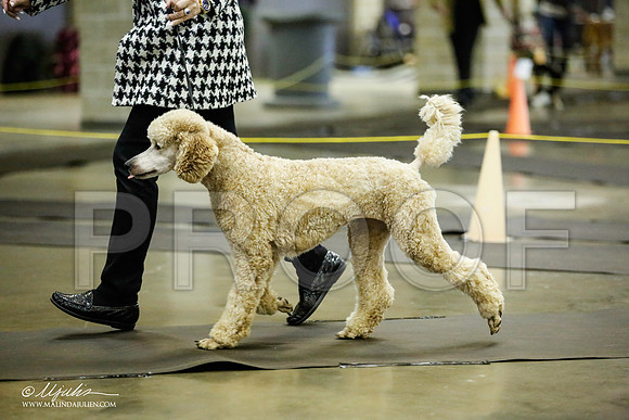 _JJ_5629-BeltonJan2015IABCA-HR3