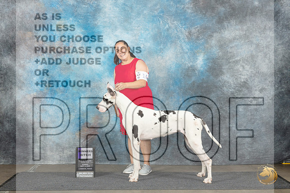 Great Dane #10 Sun WBBOW Judge David Bolus__JP_3883_Lubbock_2024_HR3