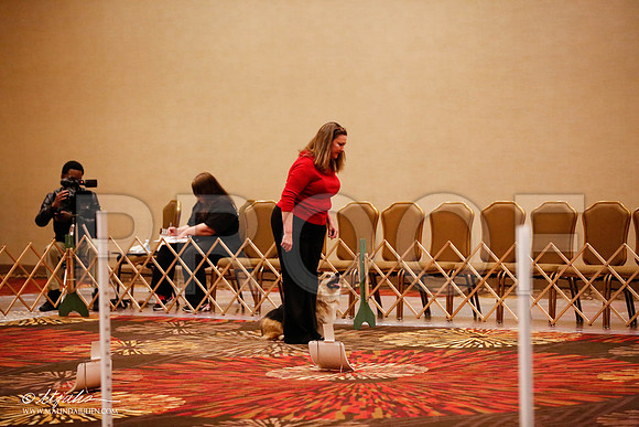 _JJ_7377-HstnCorgiFeb2015-HR3