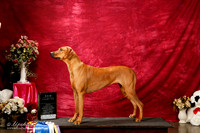 Rhodesian Ridgeback Kathy Walkoviak