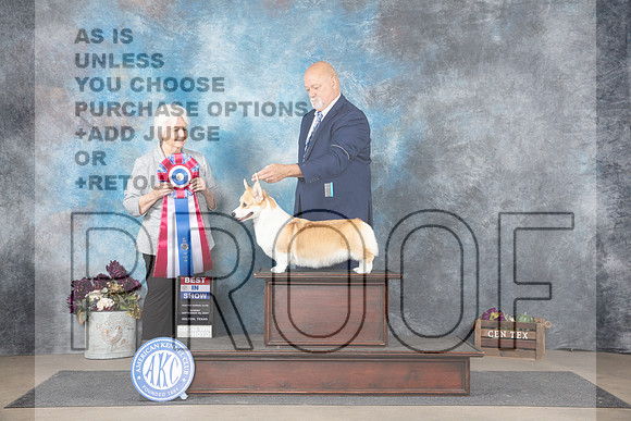 Pembroke Welsh Corgi #6 Sun BIS Judge Gloria Kerr__JP_8145_Belton_2024_HR3