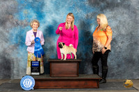 Pug #5 Sat G1 Judge Ann Bolus