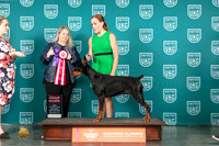 Doberman Pinscher #200 Sat G2 Judge Malinda Julien